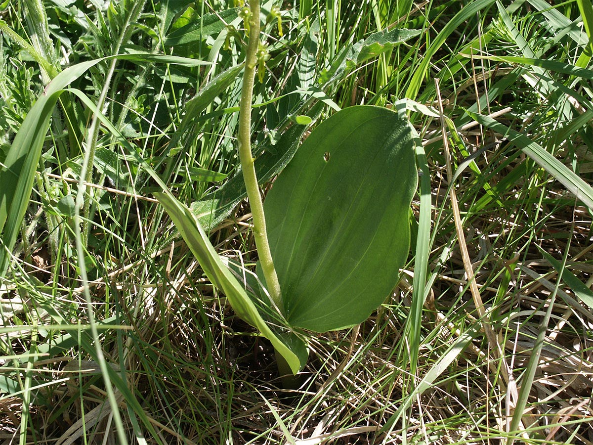 Listera ovata